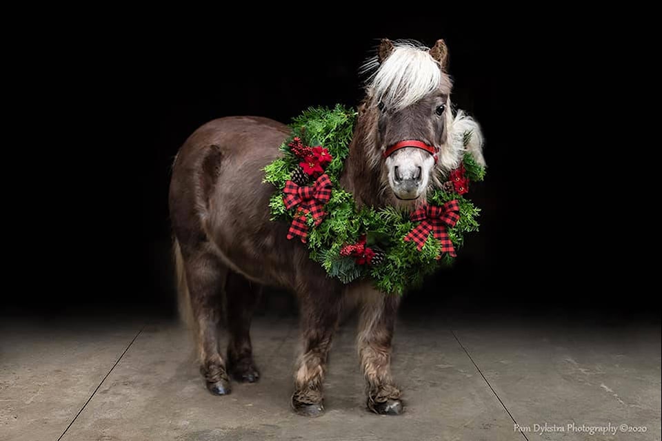 This is Jellybean the miniature horse. He is over 18 years old, cute as a button and sweet as can be. He lives in Yarrow with his draft horse friends at Freedom Acrobatics vaulting club. (Submitted by Pam Dykstra)