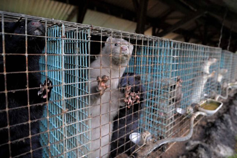 24032297_web1_row-of-farmed-mink-cages-CREDIT-We_Animals-e1611076939973-825x434