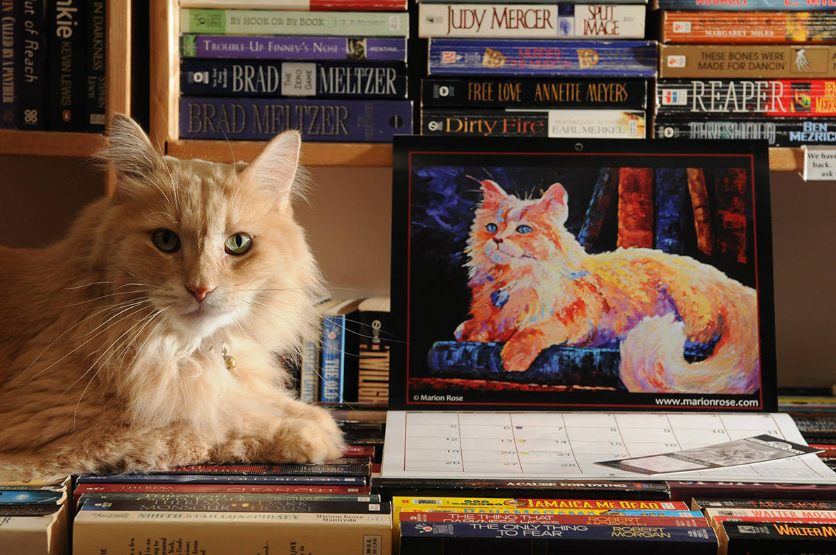 Nietzsche, the ginger cat who worked at The Book Man, poses for a photo on Dec. 5, 2011 promoting the first cat calendar fundraiser which featured all original artwork of him. He died on Monday, Feb. 22, 2021. (Jenna Hauck/ Chilliwack Progress file)