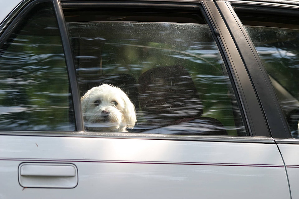 24618434_web1_210323-CPL-SPCA-Pets-In-Vehicles-Reminder-Dog-Car-Chilliwack_1