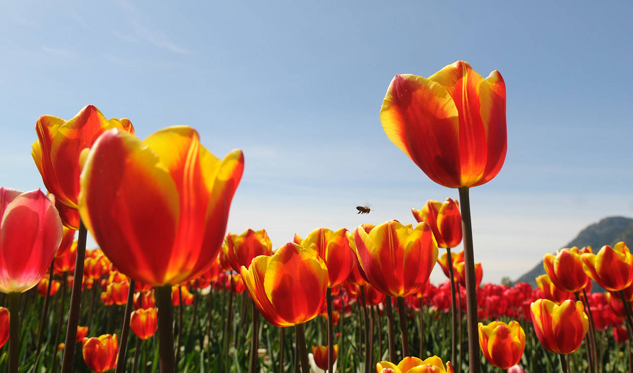 Tulips in bloom during the Tulips of the Valley Festival on May 2, 2017. The colourful spring event, now called Chilliwack Tulips, opens on Sunday, April 11, 2021. (Jenna Hauck/ Chilliwack Progress file)