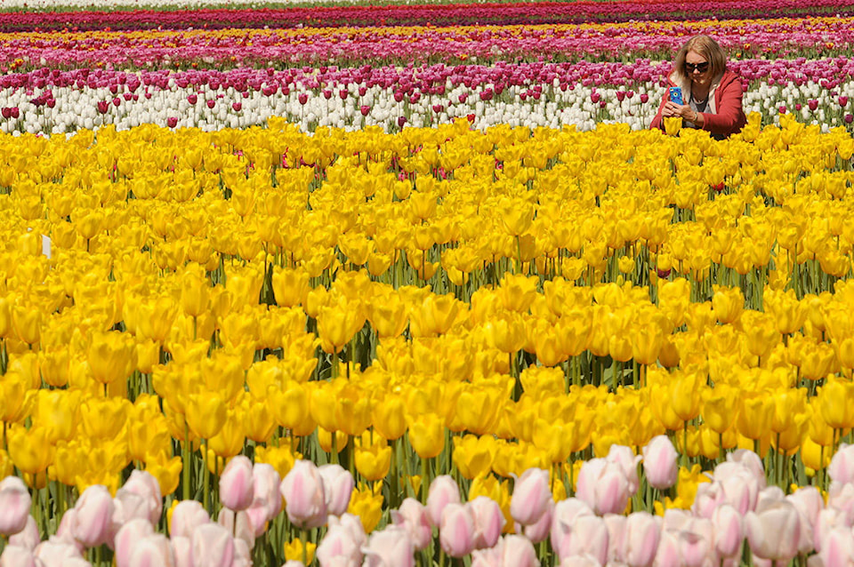 24808361_web1_210409-CPL-Tulip-Festival-2021-ChilliwackTulips_2