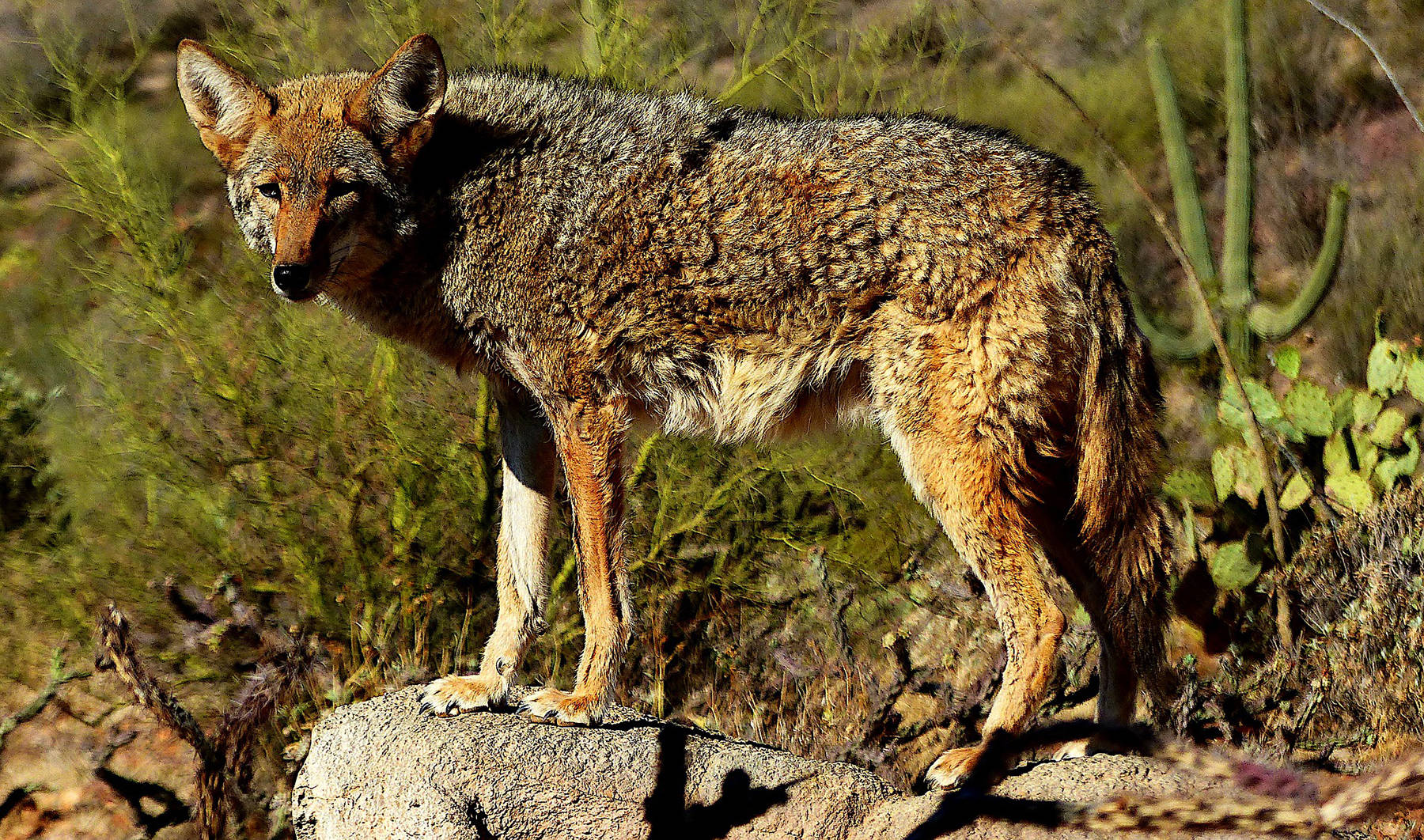 24984082_web1_210427-MCR-coyote-attack-coyote_1