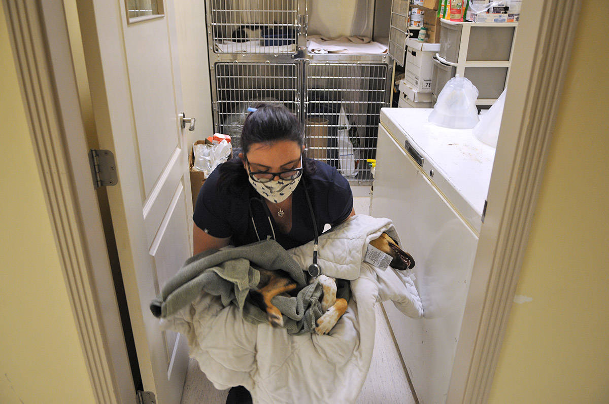 Chloé MacBeth with the Chilliwack SPCA carries a dog to her kennel following surgery during a spay/neuter clinic at Agassiz Animal Hospital on Saturday, May 1, 2021. (Jenna Hauck/ Chilliwack Progress)