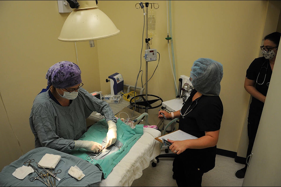 Dr. Terri Pettis of Agassiz Animal Hospital (left) performs a spay surgery on a cat during a spay/neuter clinic on Saturday, May 1, 2021. (Jenna Hauck/ Chilliwack Progress)