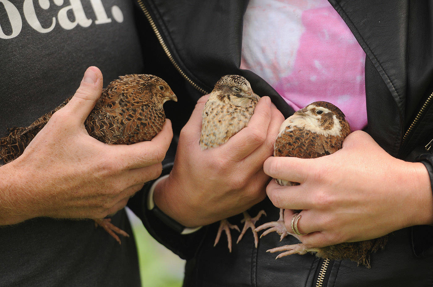 Nick and Nicole Meredith hold quail in their backyard in Chilliwack on Friday, May 28, 2021. The family was ordered to move their backyard quail or face a fine. (Jenna Hauck/ Chilliwack Progress)