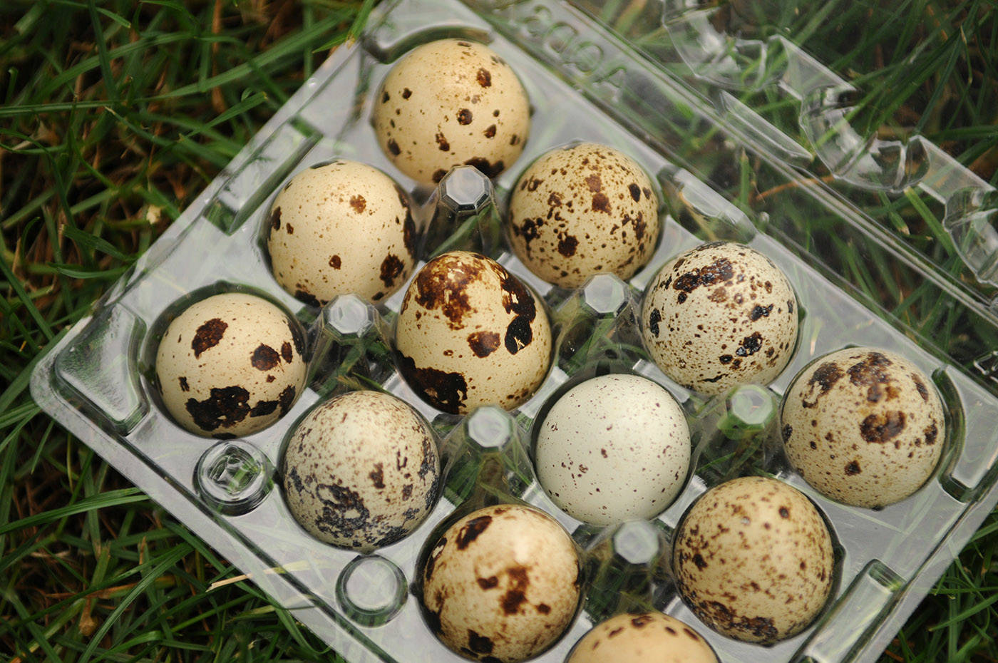 Eggs from quail that belong to Nick and Nicole Meredith of Chilliwack. (Jenna Hauck/ Chilliwack Progress)