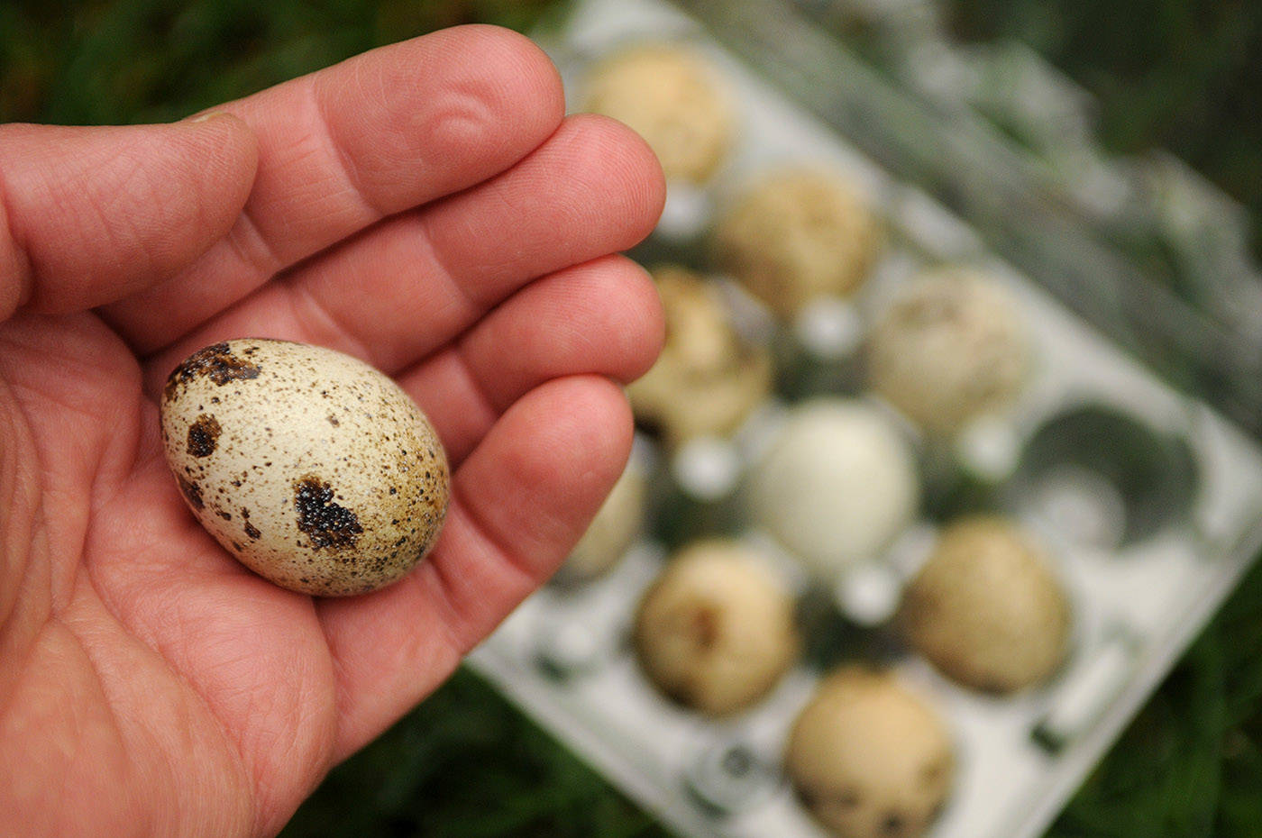 Eggs from quail that belong to Nick and Nicole Meredith of Chilliwack. (Jenna Hauck/ Chilliwack Progress)