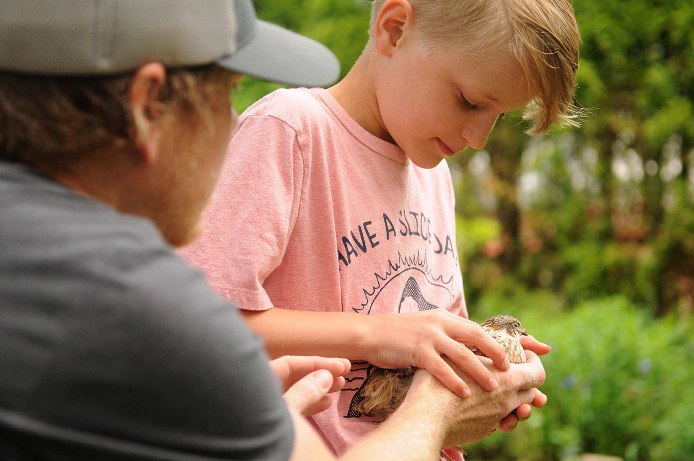 Nick Meredith hands a quail to his 10-year-old son Lukas in their backyard in Chilliwack on Friday, May 28, 2021. The family was ordered to move their backyard quail or face a fine. (Jenna Hauck/ Chilliwack Progress)