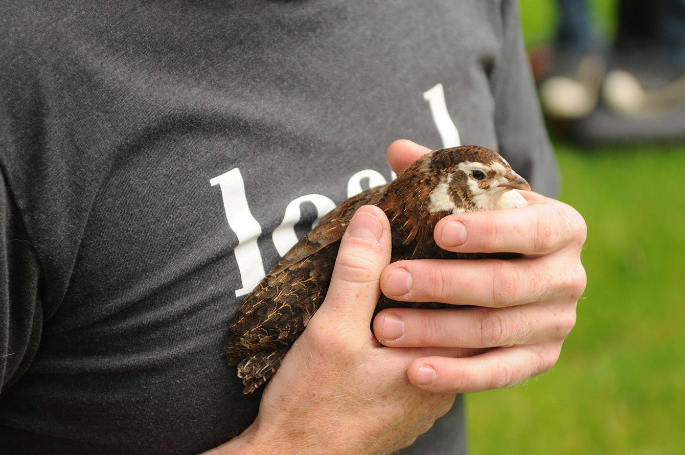 Nick Meredith holds a quail in their backyard in Chilliwack. He and his family were ordered to move their backyard quail or face a fine. (Jenna Hauck/ Chilliwack Progress)