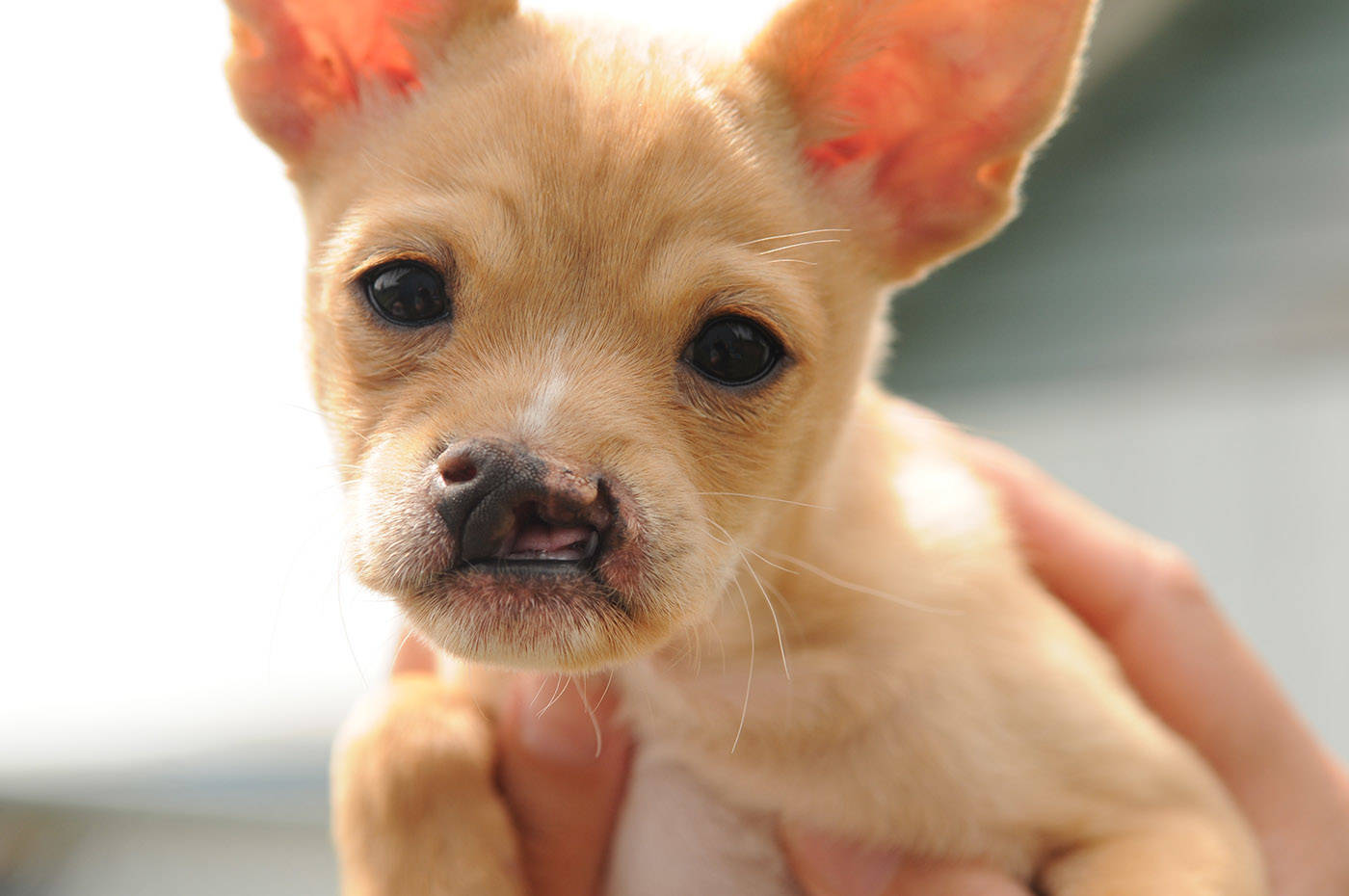 Baby Snoot is a chihuahua cross who was born with a cleft palate. He is seen here at the Chilliwack SPCA on Thursday, June 3, 2021. (Jenna Hauck/ Chilliwack Progress)