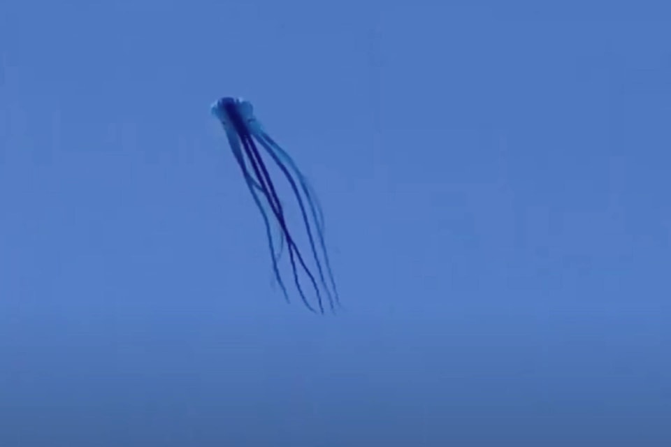 25420656_web1_210611-AHO-Online-Video-Kite-Jellyfish_1
