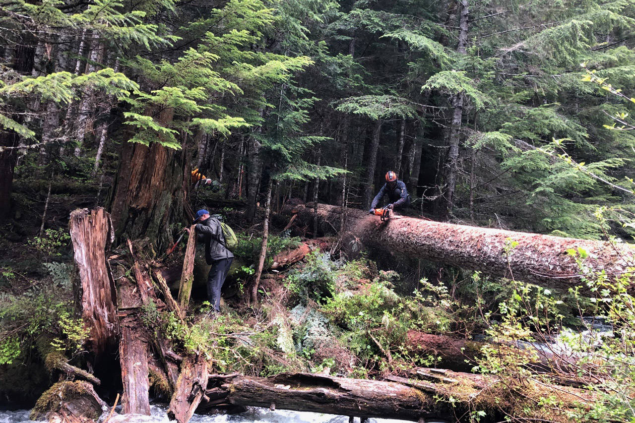 Members of the Chilliwack Outdoor Club celebrated BC Trails Day by cleaning up Pierce Creek Trail up Chilliwack Lake Road and creating a new bridge across a creek. (Submitted)