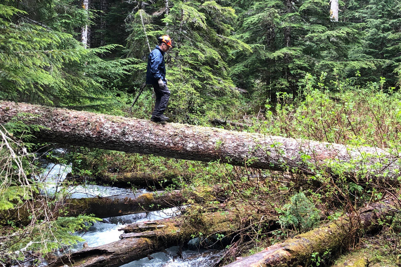 Members of the Chilliwack Outdoor Club celebrated BC Trails Day by cleaning up Pierce Creek Trail up Chilliwack Lake Road and creating a new bridge across a creek. (Submitted)
