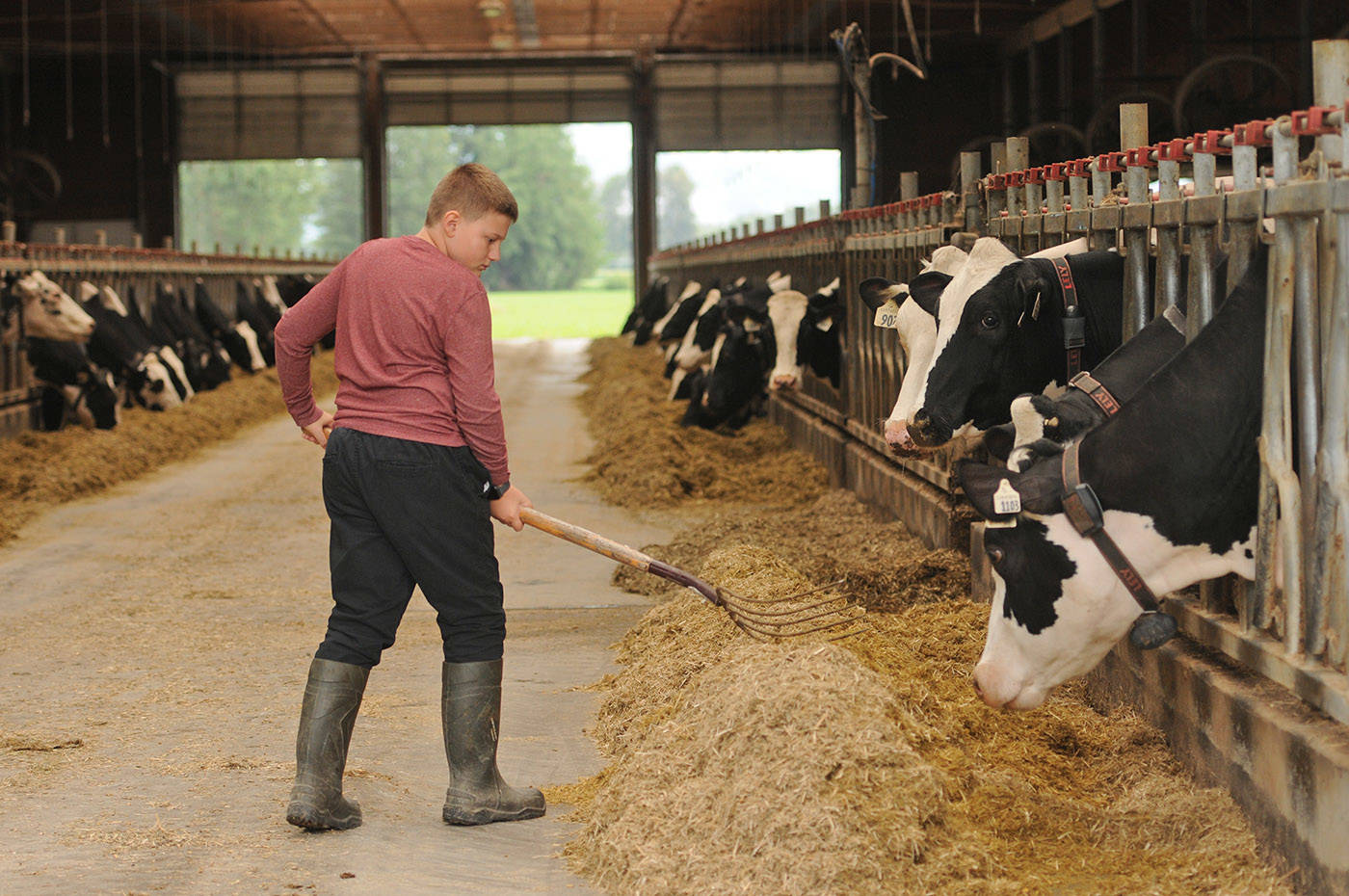 Winston Sache, 11, does chores at his home, West River Farm, in Chilliwack on Tuesday, June 15, 2021. (Jenna Hauck/ Chilliwack Progress)