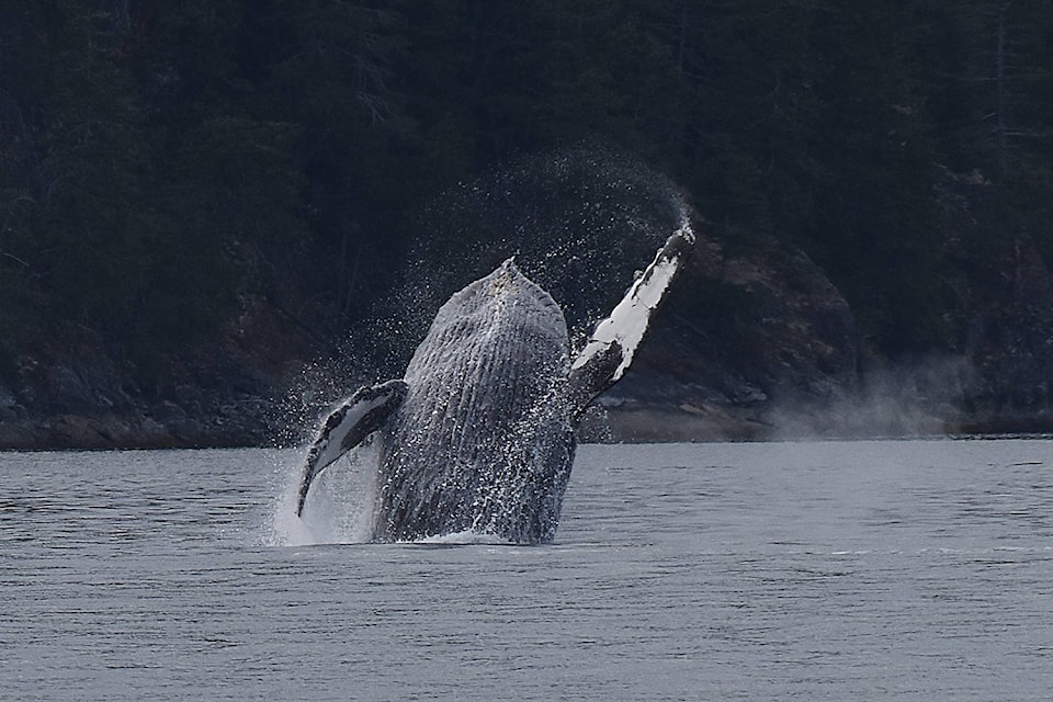 A humpback spotted just off Cortes Island breaches. This humpback breached several times, as it played by itself for nearly half an hour. Photo by Terry Farrell