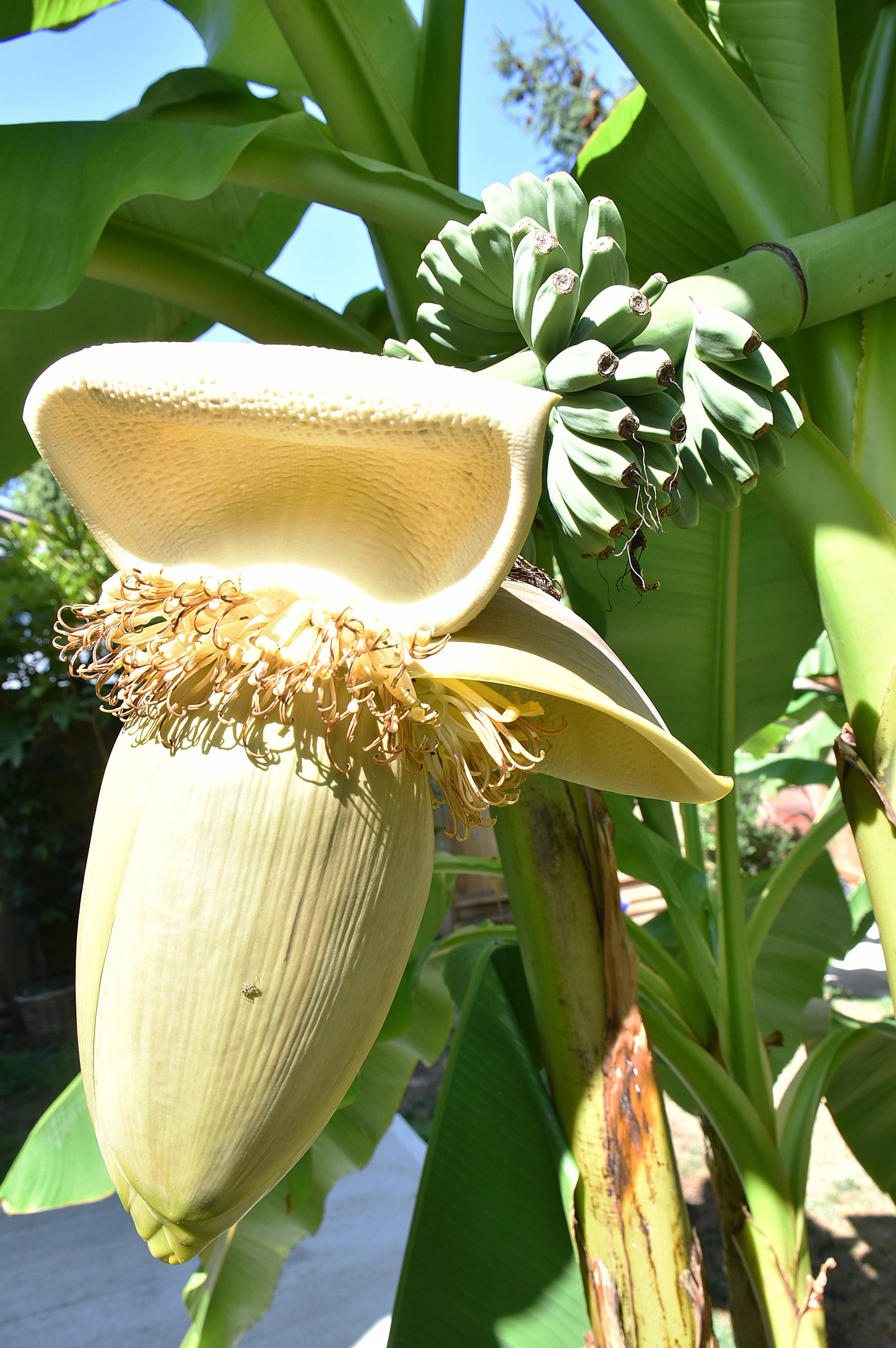 Banana tree bears fruit in Maple Ridge backyard - The Chilliwack Progress
