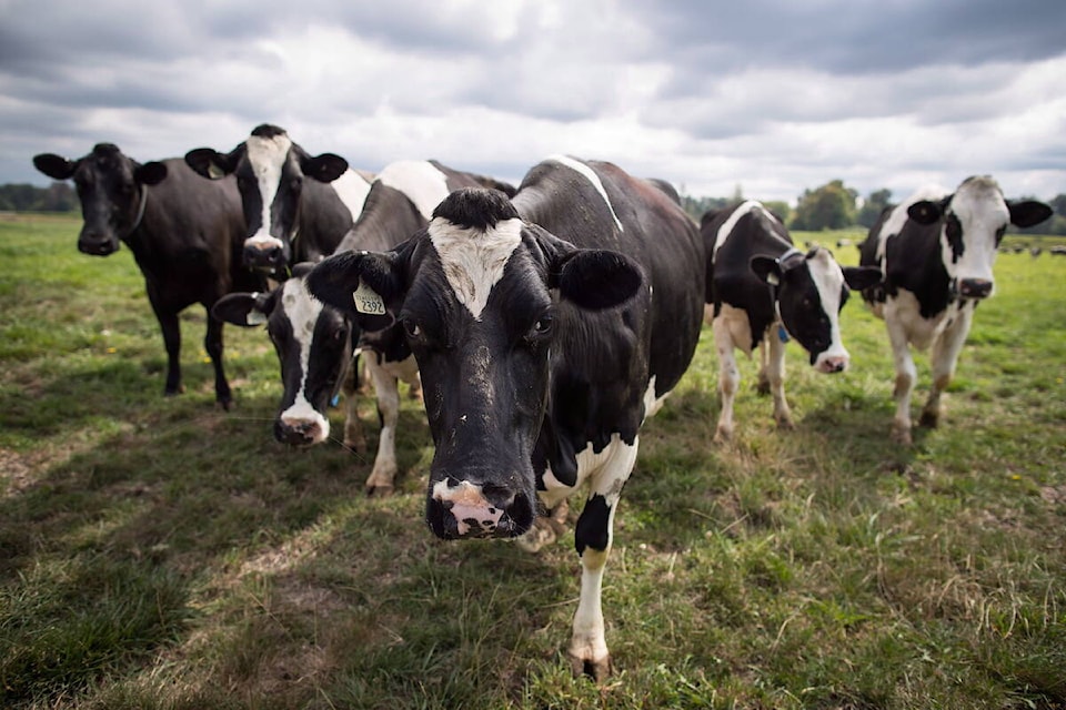 Dairy cows walk in a pasture in Surrey, B.C., on August 30, 2018. THE CANADIAN PRESS/Darryl Dyck