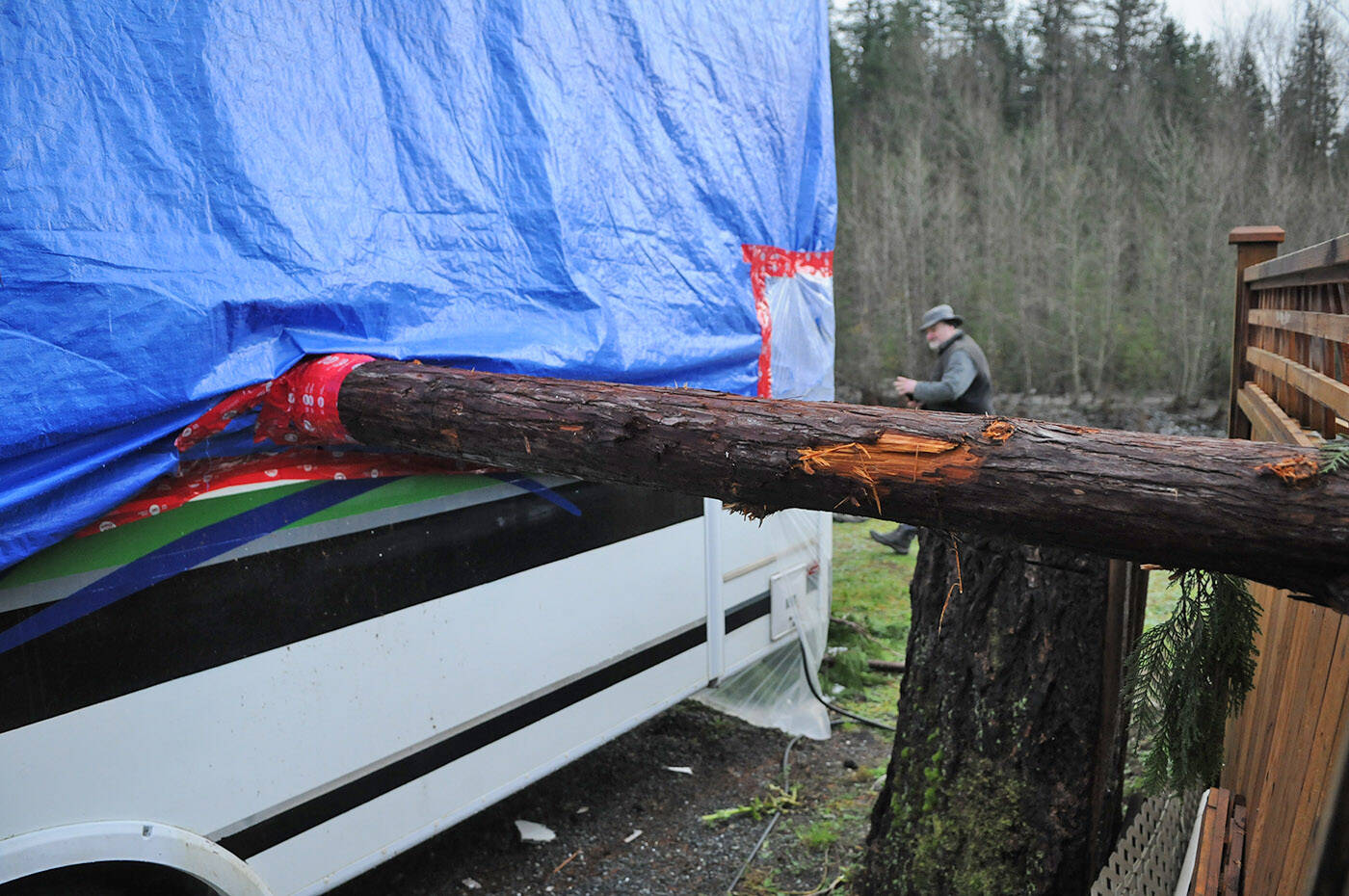 Ian Hood walks past an RV with a tree through it on Obyrne Road on Friday, Nov. 19, 2021. (Jenna Hauck/ Chilliwack Progess)