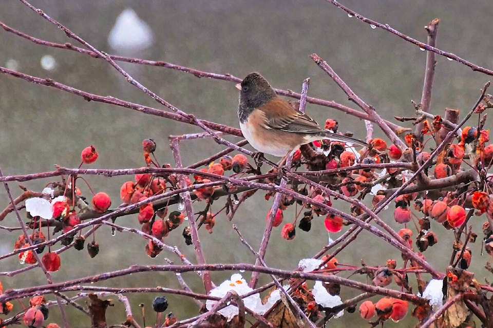 27117161_web1_211109-CPL-Christmas-Bird-Count_1