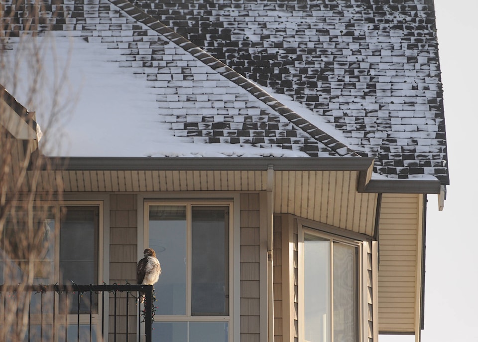 27663375_web1_211228-CPL-Red-Tailed-Hawk-Apartment-Balcony-HIRES_1