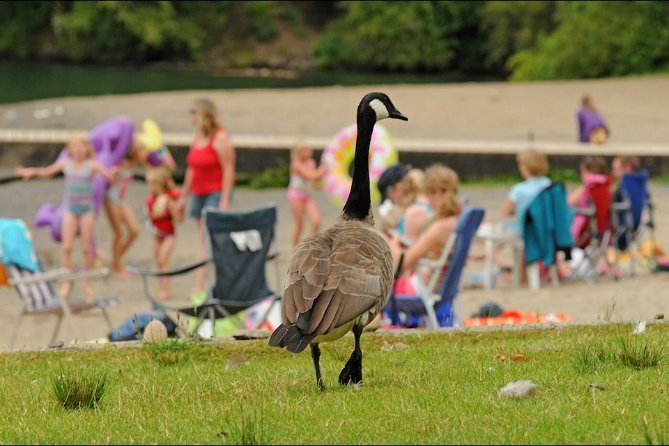 A Canada goose wanders around Entrance Bay at Cultus Lake on July 27, 2011. (Jenna Hauck/ Chilliwack Progress file)