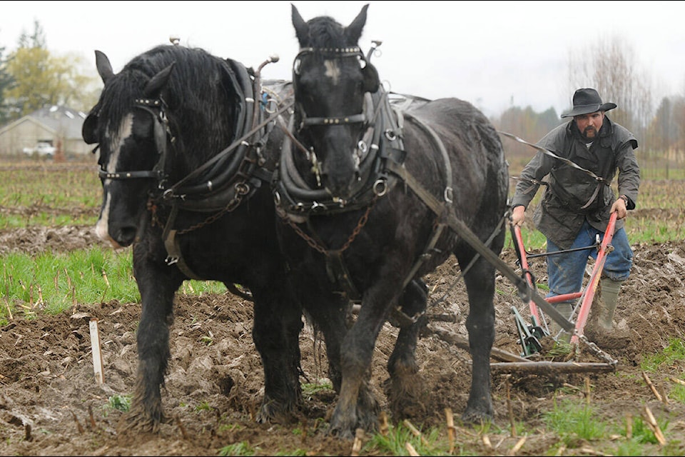 Dugan Montjoy of Lillooet, B.C. competes in the Chilliwack Plowing Match on April 2, 2011. (Jenna Hauck/ Chilliwack Progress file)