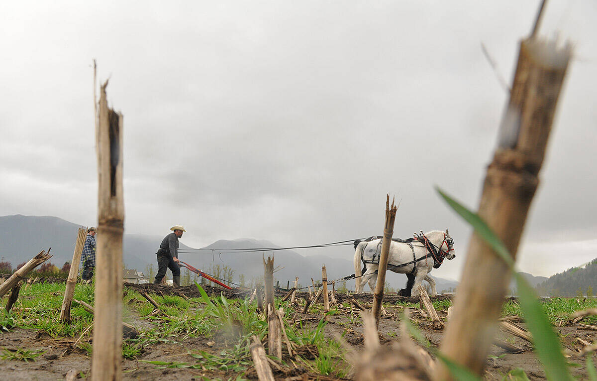Dugan Montjoy of Lillooet, B.C. competes in the 97th annual Chilliwack Plowing Match on Cannor Road on April 6, 2019. (Jenna Hauck/ Chilliwack Progress file)