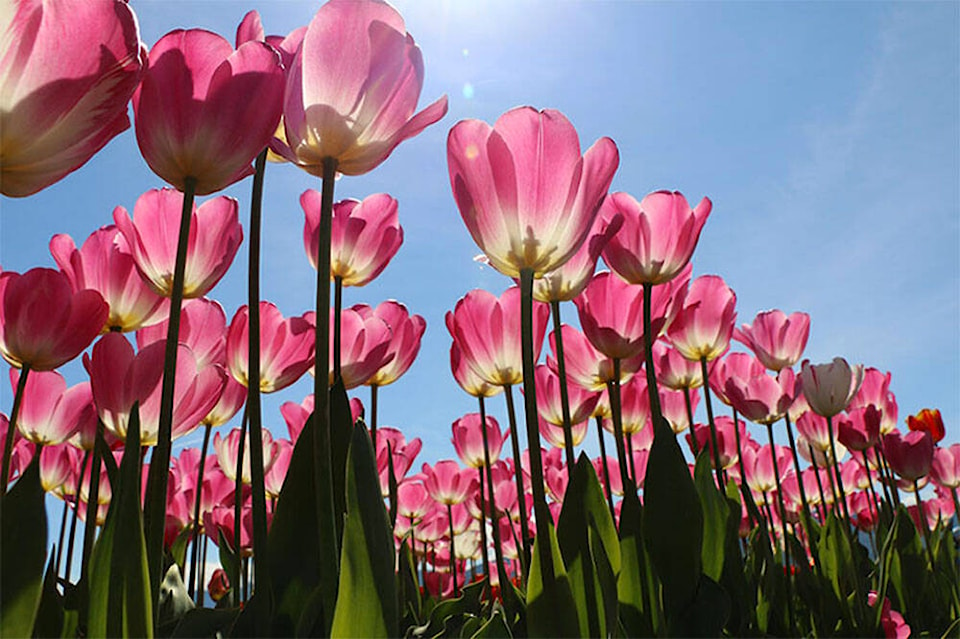 28724402_web1_TulipFest2