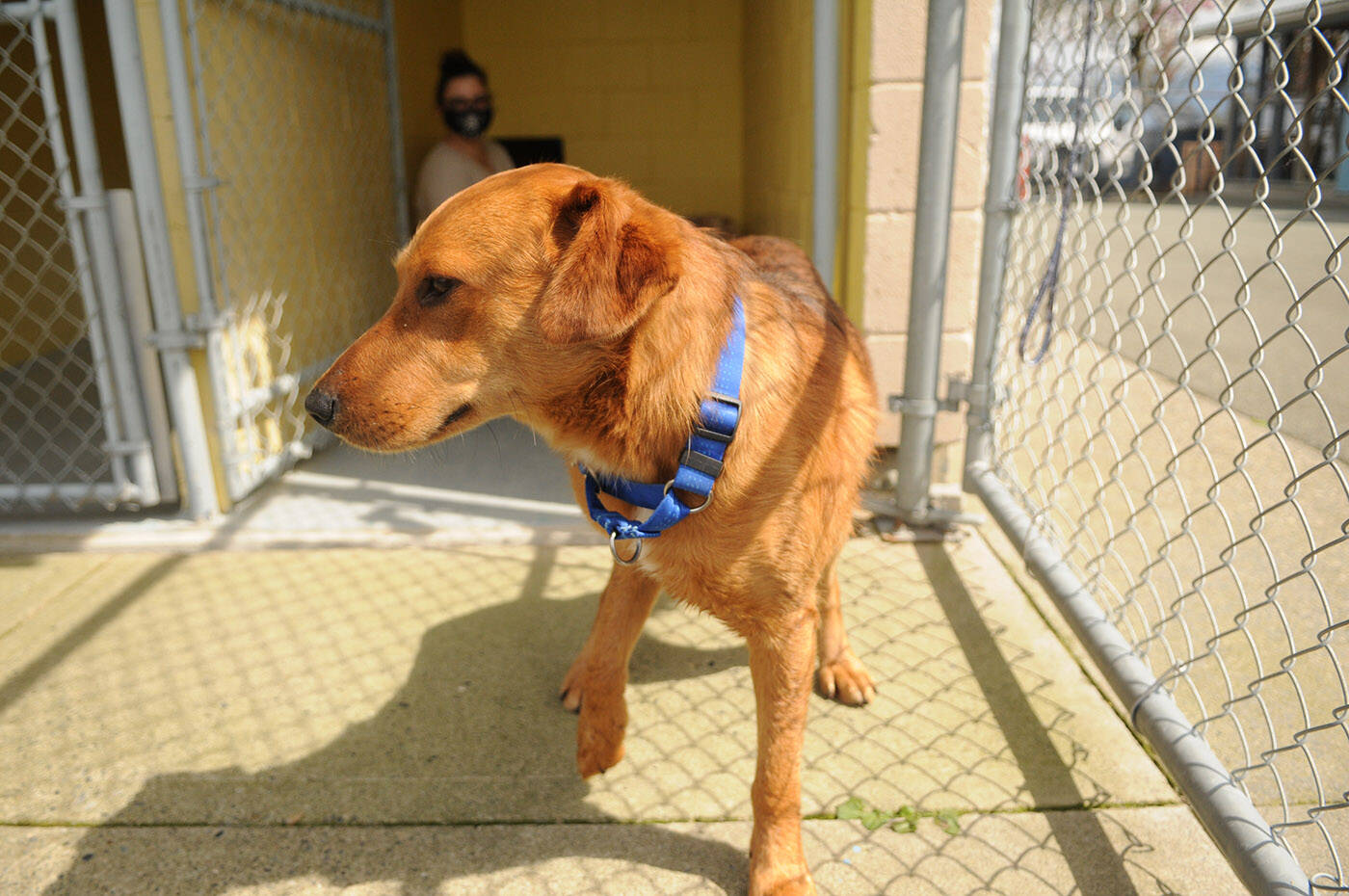Spca near me sales now