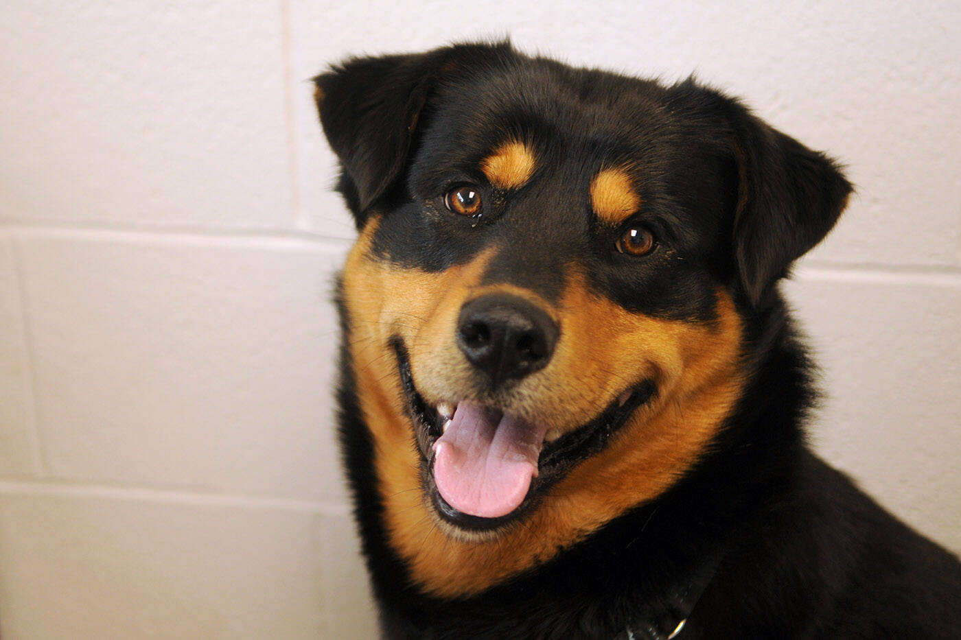 Rottweiler spca sales