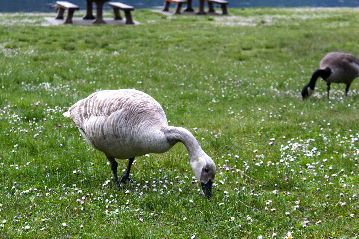 29228894_web1_220524-CPL-LeucisticCanadaGoose-ItsBack-bird_1