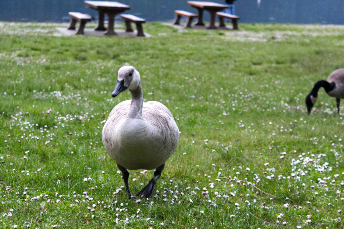 29228894_web1_220524-CPL-LeucisticCanadaGoose-ItsBack-bird_3