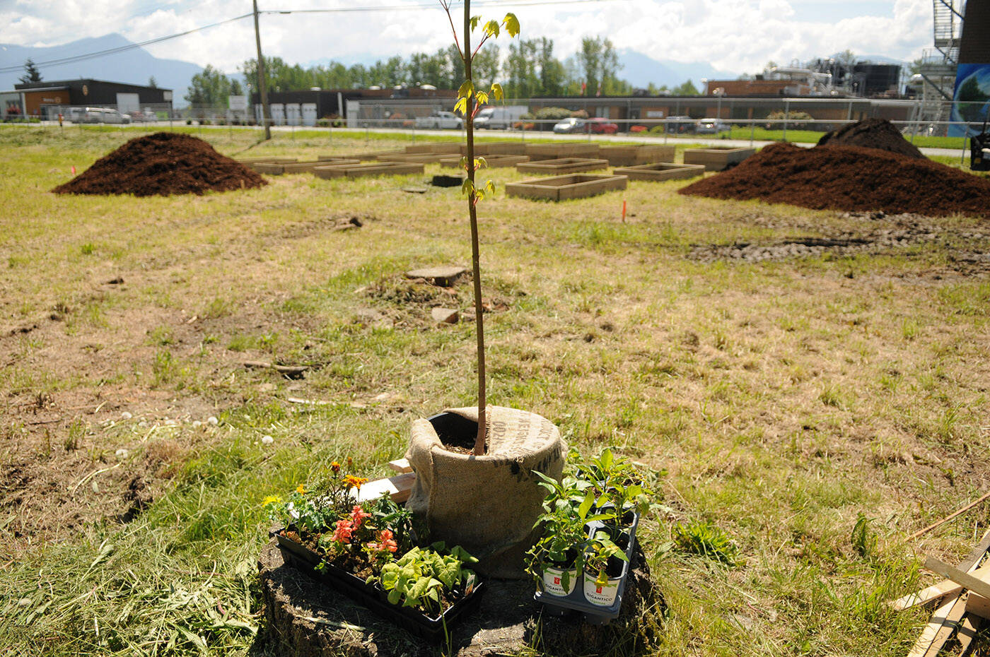 A tree and other plants sit ready to go into the ground at the new Bowls of Hope community garden on Wolfe Road on Friday, May 20, 2022. (Jenna Hauck/ Chilliwack Progress)