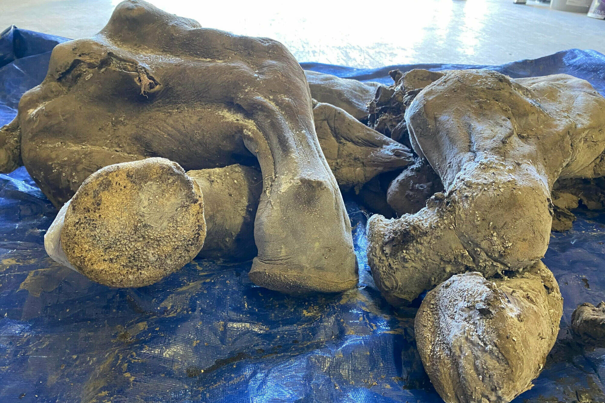 Nearly complete, 30,000-year-old mummified baby woolly mammoth discovered in Yukon - The Chilliwack Progress