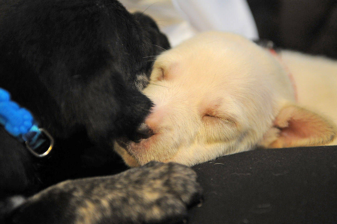The Chilliwack SPCA is relaying how important it is to help animals by fostering them after nine puppies and their mother were found on a property in Agassiz. (Jenna Hauck/ Chilliwack Progress)