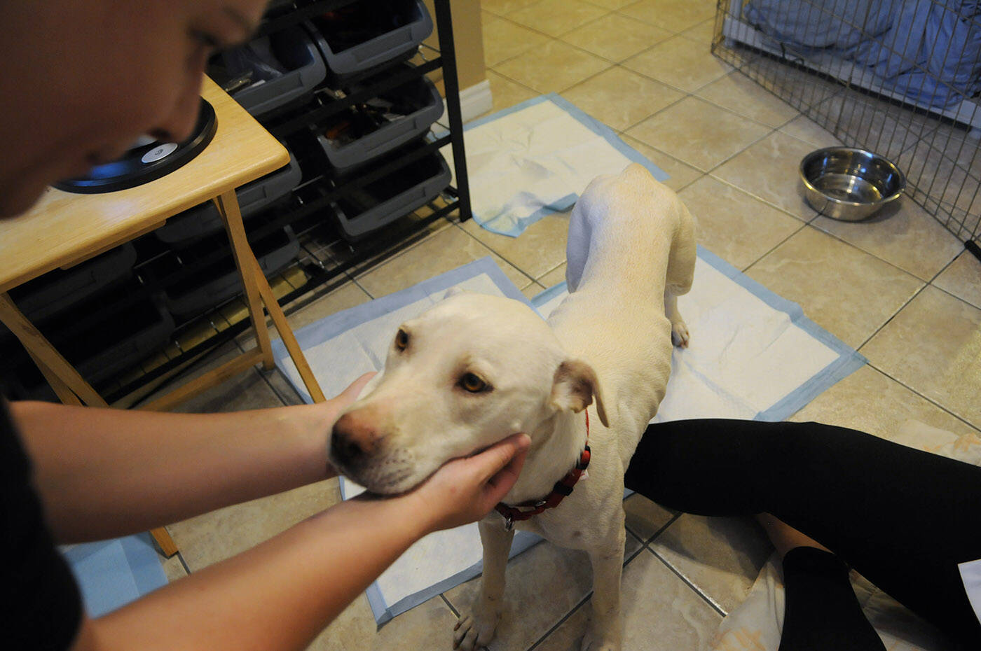The Chilliwack SPCA is relaying how important it is to help animals by fostering them after nine puppies and their mother were found on a property in Agassiz. (Jenna Hauck/ Chilliwack Progress)