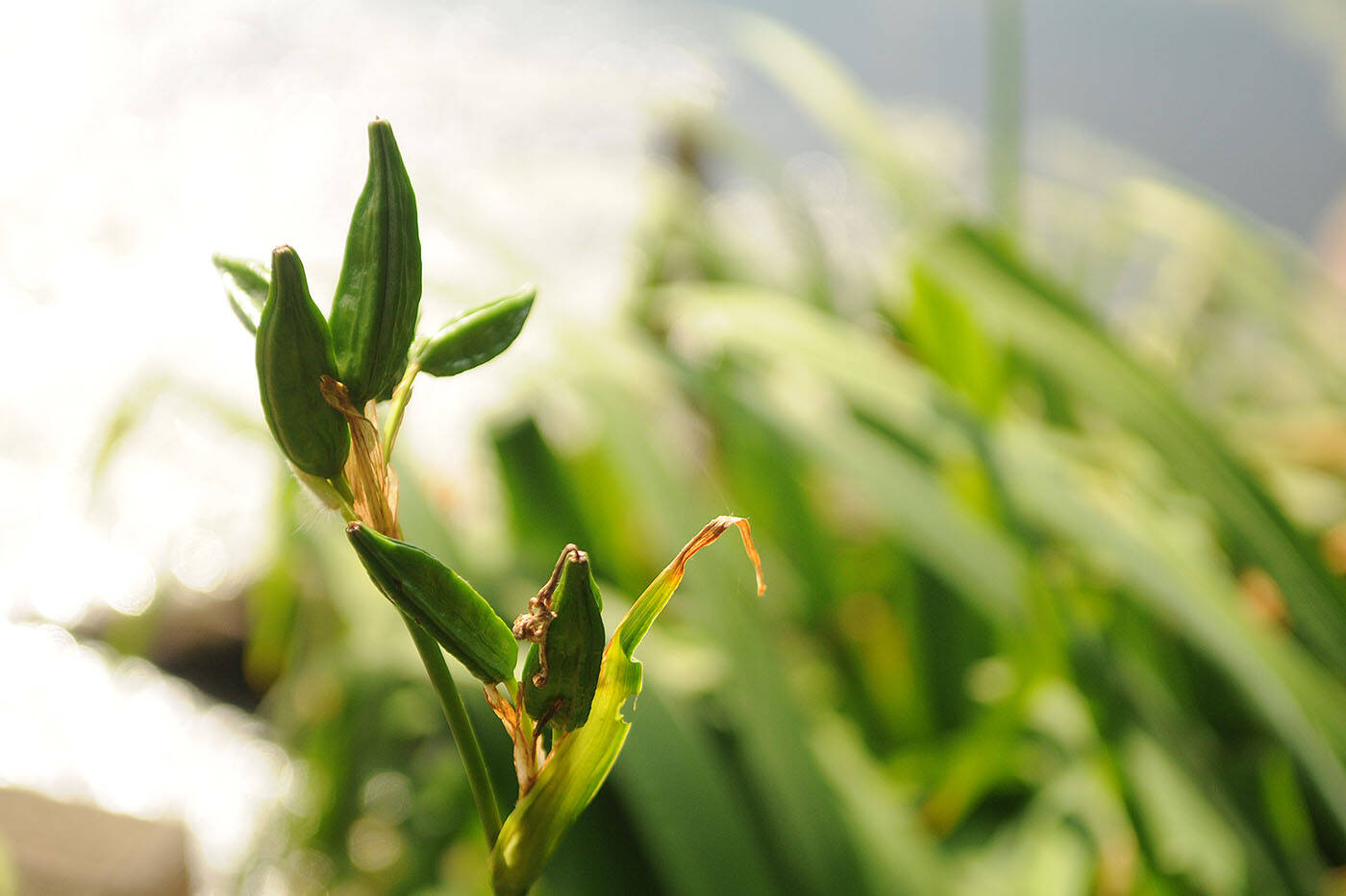 A yellow flag iris seed pod as seen along the Bell Slough on Saturday, July 3, 2021. (Jenna Hauck/ Chilliwack Progress file)