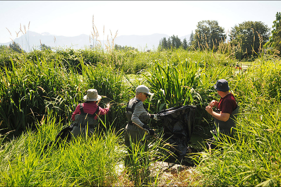 From left, Taylor Morgan, Quirien Mulder ten Kate and Kirk Miles were some of the 25 residents and volunteers who helped remove yellow flag irises, an invasive plant species, from the Bell Slough on Thursday, July 14, 2022. (Jenna Hauck/ Chilliwack Progress)