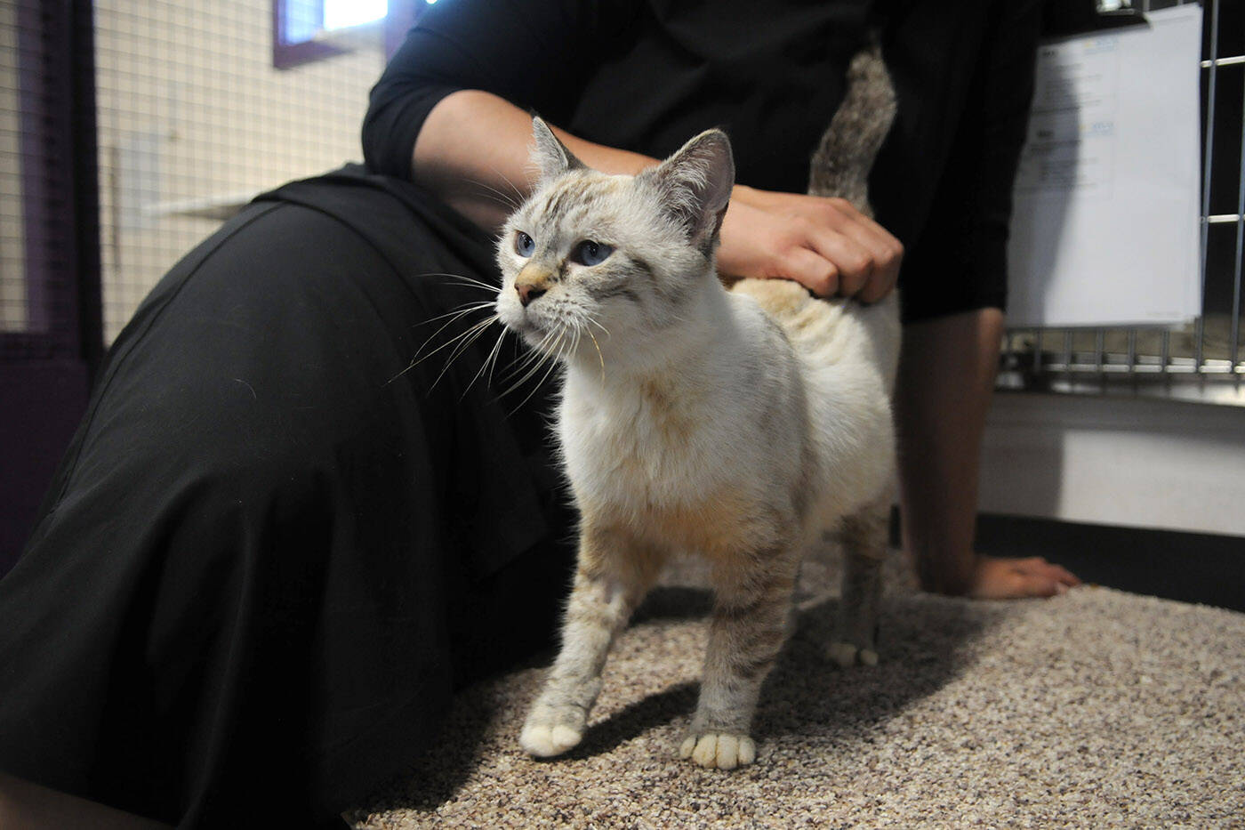 Claire and her sister Triss are a pair of bonded cats at the Chilliwack SPCA who will need to be adopted together. (Jenna Hauck/ Chilliwack Progress)