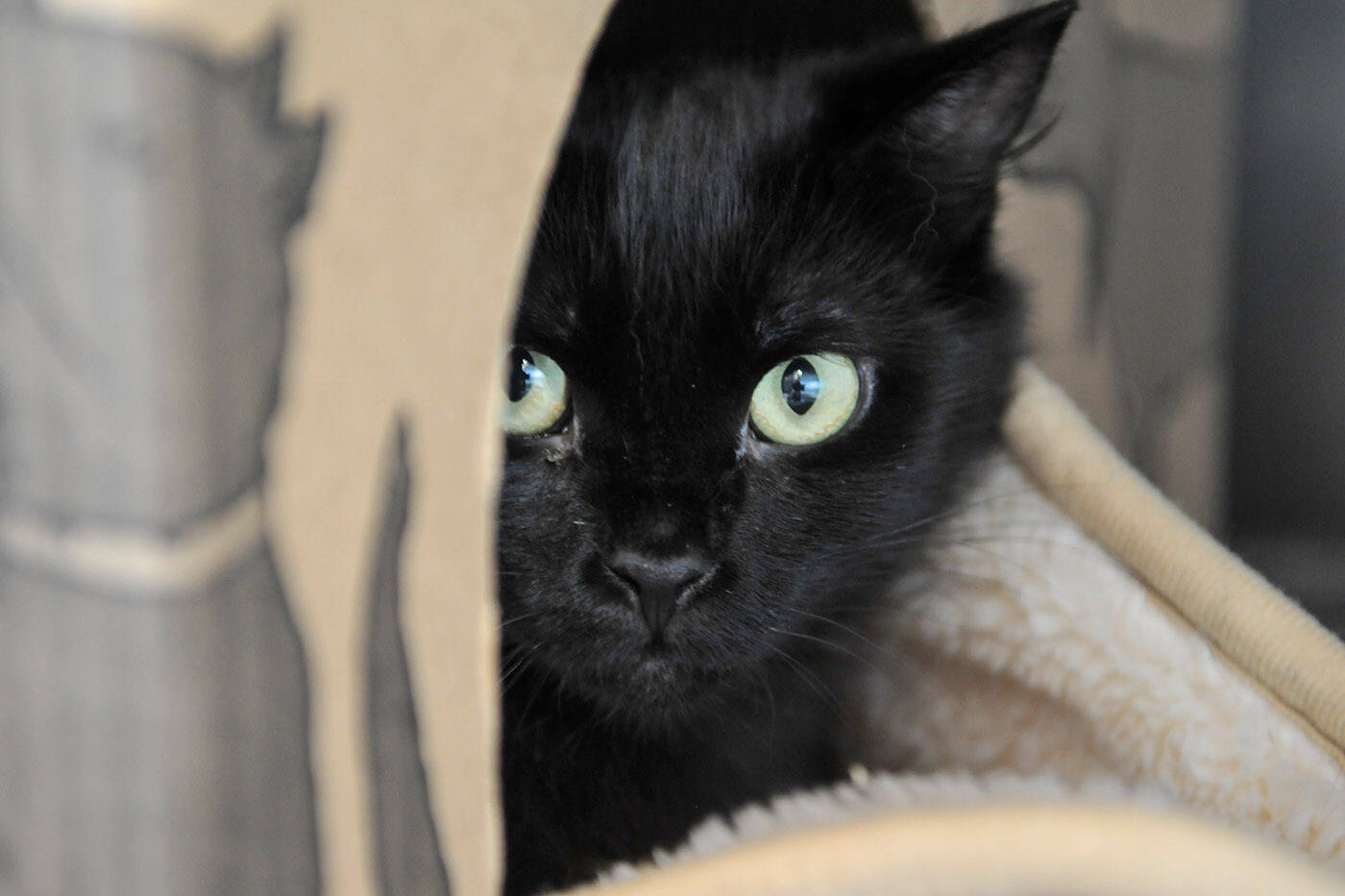 Triss and her sister Claire are a pair of bonded cats at the Chilliwack SPCA who will need to be adopted together. (Jenna Hauck/ Chilliwack Progress)