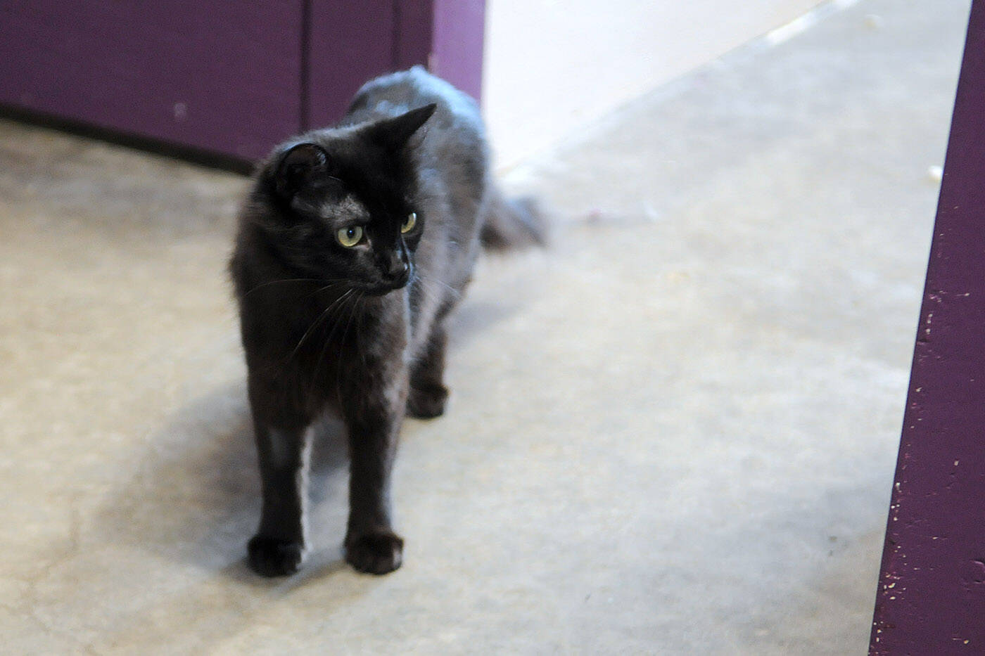 Triss and her sister Claire are a pair of bonded cats at the Chilliwack SPCA who will need to be adopted together. (Jenna Hauck/ Chilliwack Progress)
