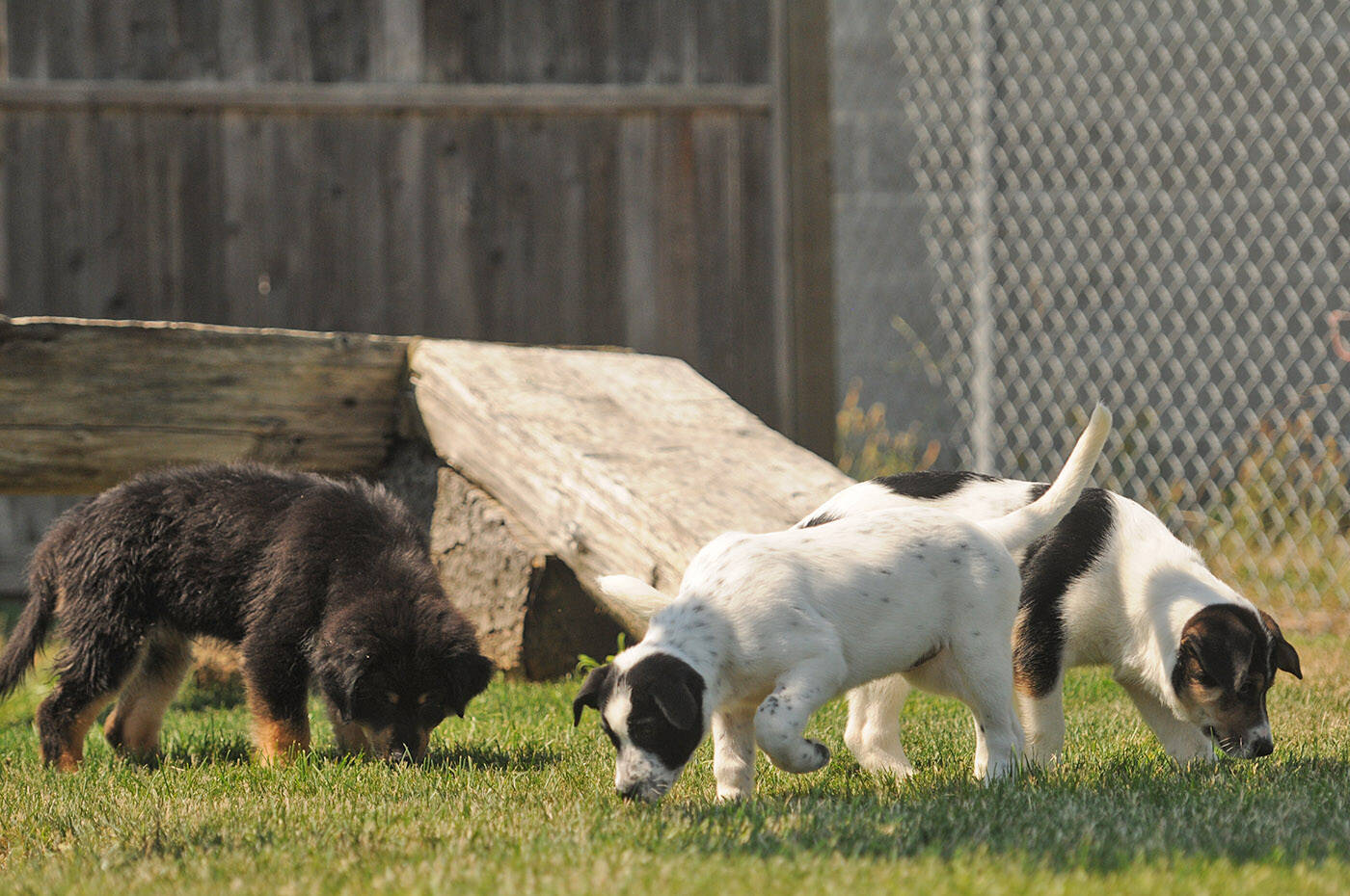 These puppies were part of a litter of eight born in shelter at the CARE Centre in Chilliwack. (Jenna Hauck/ Chilliwack Progress)