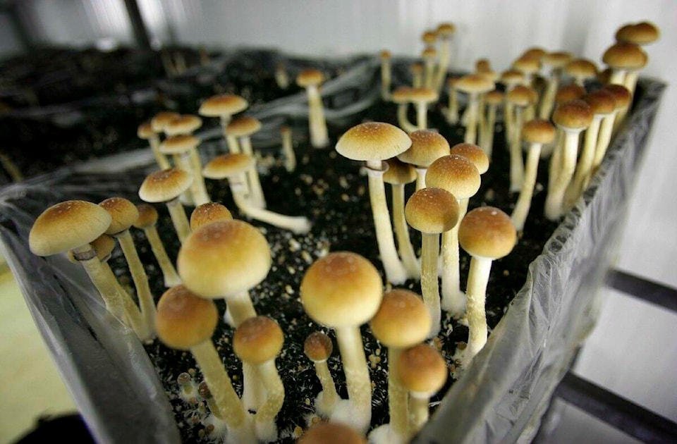 31022394_web1_220525-PSS-magic-mushrooms--_1