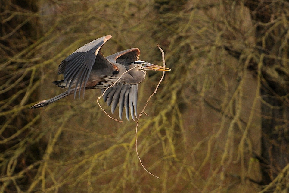 A heron carries a twig back to its nest at the Great Blue Heron Nature Reserve in Chilliwack on March 18, 2015. (Jenna Hauck/ Chilliwack Progress file)
