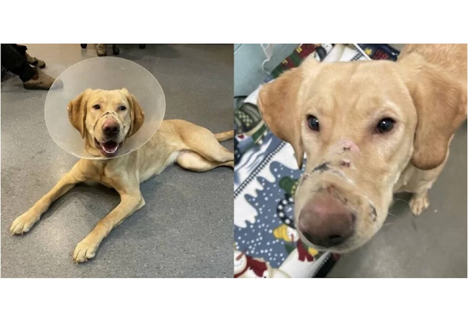 31888856_web1_230222-CVR-N-SPCA-1_1
