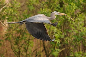 Free Family Nature Festival returns to Chilliwack heron reserve