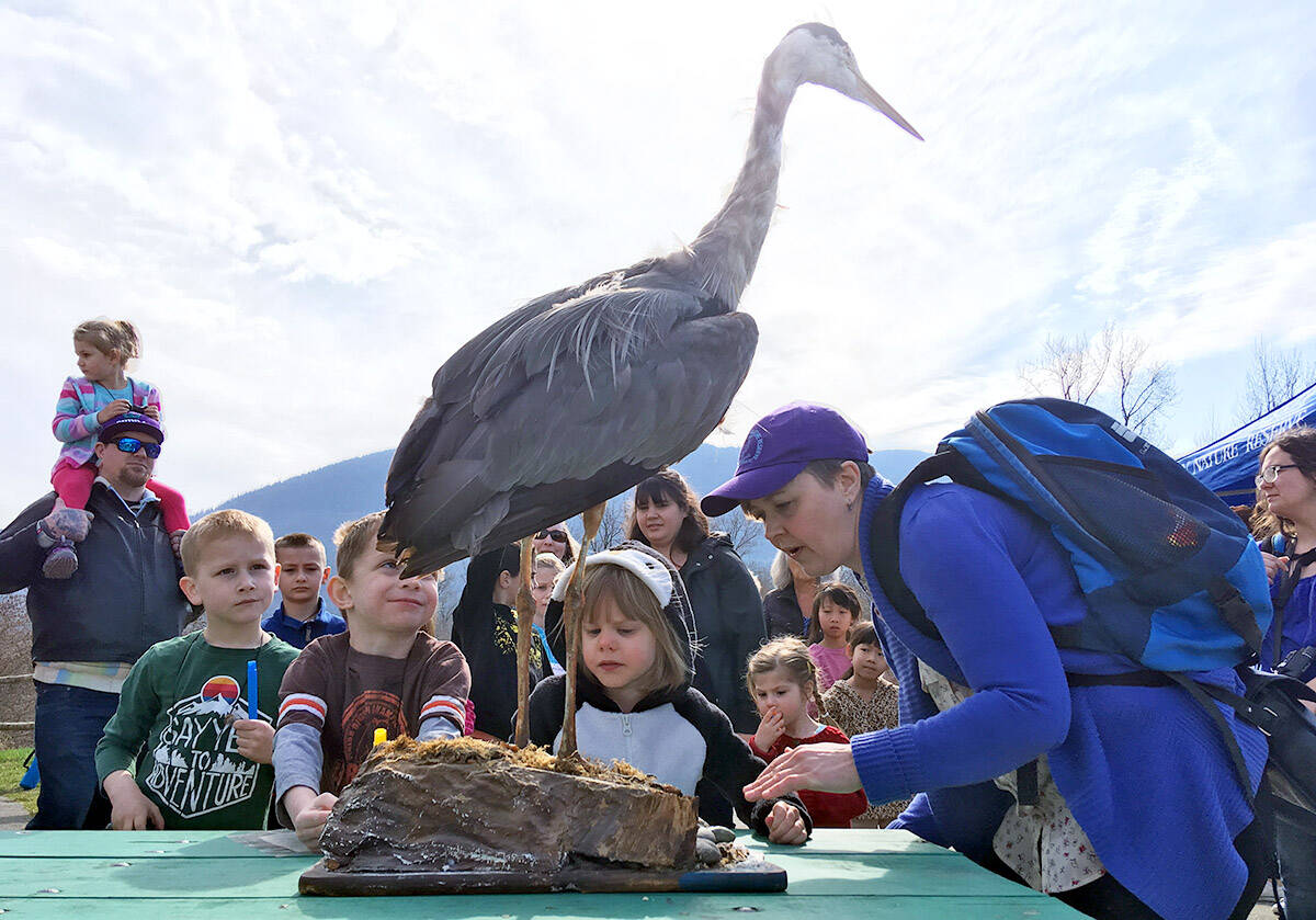 Camille Coray, executive director with the Great Blue Heron Nature Reserve, shows children a taxidermied heron during the Family Nature Festival on March 22, 2019. (Jenna Hauck/ Chilliwack Progress file)