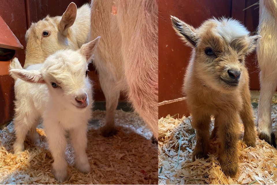 The Victoria petting zoo welcomes its first two baby goats of the season – Jupiter and Solaris. (Beacon Hill Children’s Farm/Facebook)