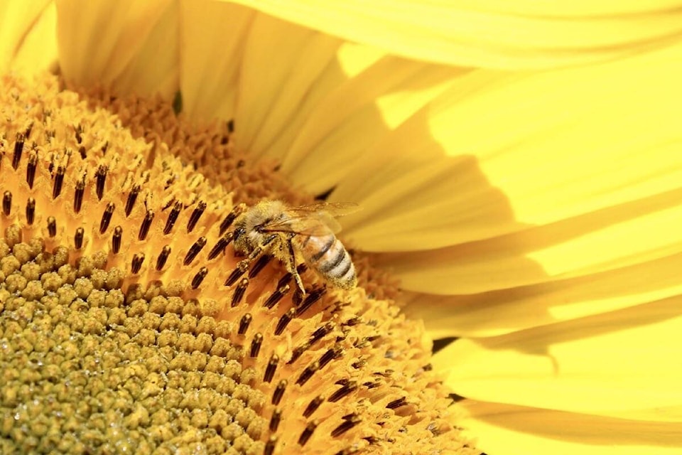 32516186_web1_230428-NDR-M-2023-Earth-Day-Photo-Contest-Youth-3rd-place-winner-Protect-the-Bees-by-Brooke-Hauser